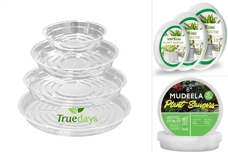 Detailed view of Best Clear Plant Plates