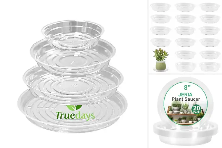 Detailed view of Best Clear Plastic Saucers
