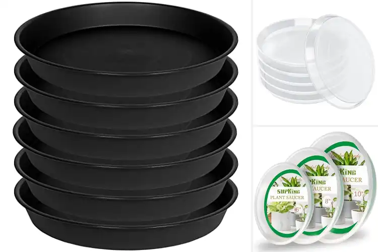 Detailed view of Best Indoor Plant Dishes: Stylish & Spill-Free