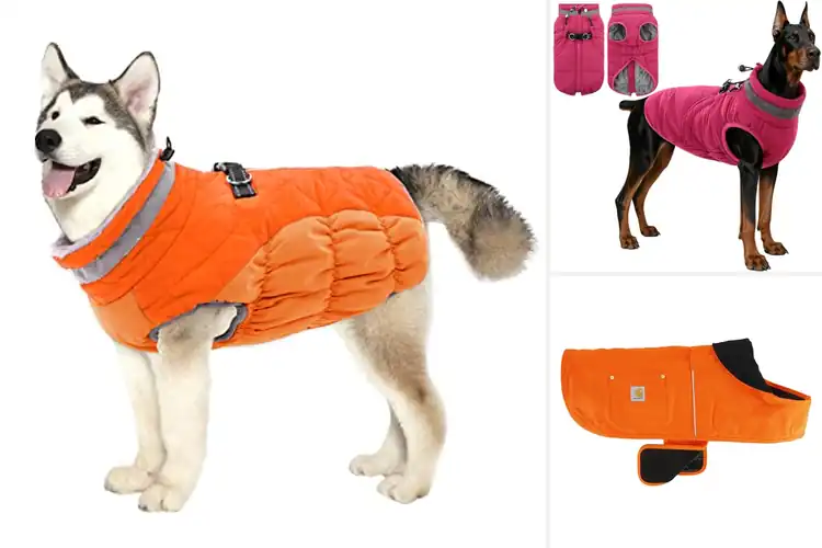 Detailed view of Best Windproof Dog Coats: Top Picks for Warmth & Comfort
